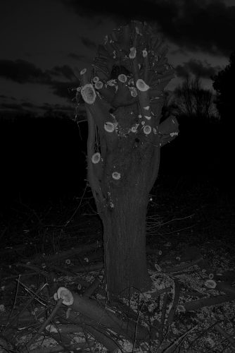 Carlos Moyano Ceniza-13