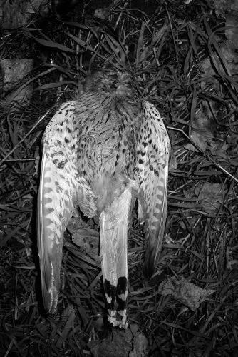 Carlos Moyano Ceniza-16