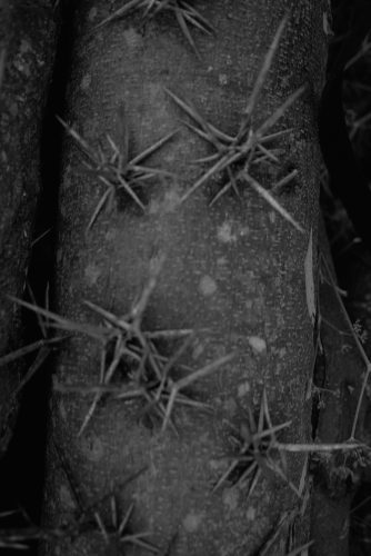 Carlos Moyano Ceniza-2