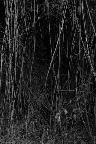 Carlos Moyano Ceniza-20