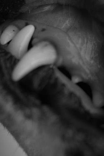 Carlos Moyano Ceniza-3