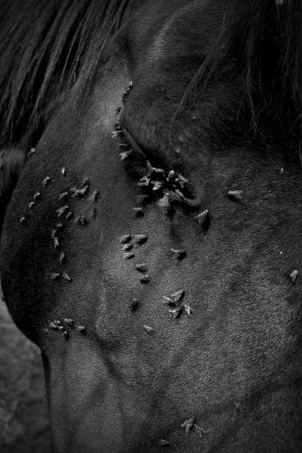 Carlos Moyano Ceniza-4