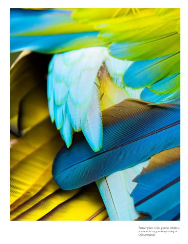 Color_naturaleza_Página_07