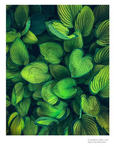 Color_naturaleza_Página_09