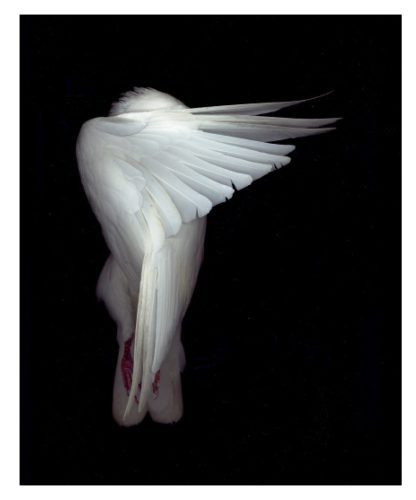 Formas_naturaleza_Página_07