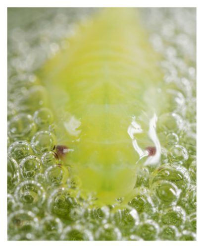 Formas_naturaleza_Página_08