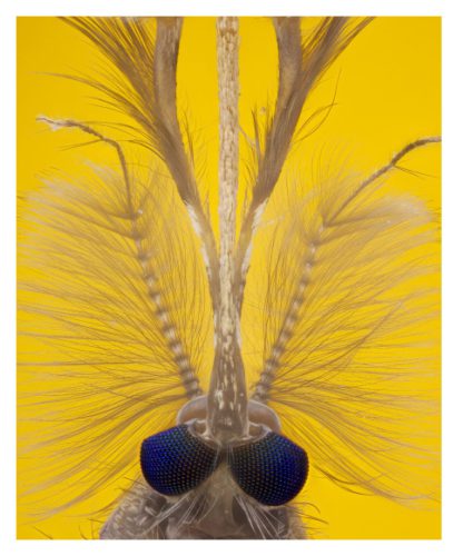 Formas_naturaleza_Página_10