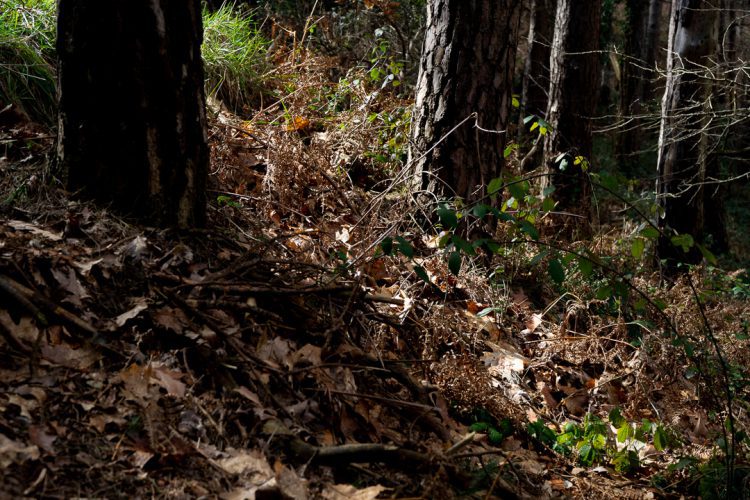 Foto: Silvia Terreros