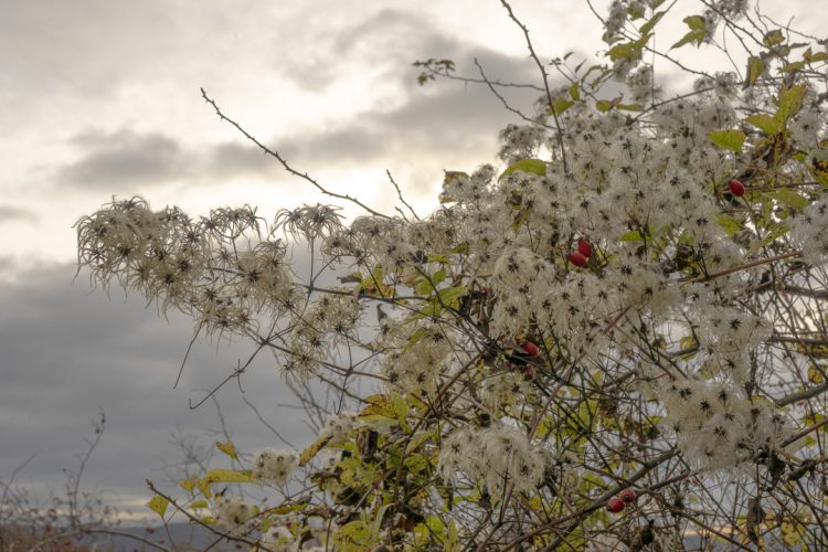 Foto: Silvia Terreros