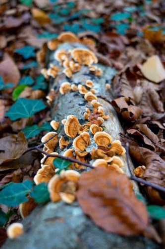 Foto: Silvia Terreros