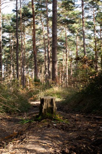 Foto: Silvia Terreros