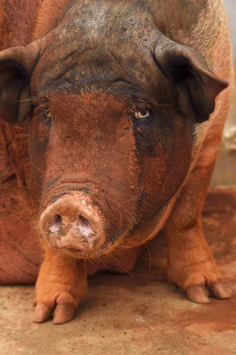 Asia,East Asia,Eastern Asia,China,Guangdong,Animal,Female animal,Females,Sow,Sows,Livestock,Farm Animal,Farm Animals,Domestic animal,Domestic Pig,Domesticated,Sus scrofa domestica,Pigs,Female,Asian,Animals,Mammal,Mammals,Female Animals,Chinese,Pigs,Animals,Mammals,Female Animals,Asia,East Asia,China,Animal,Female animal,Sow,Livestock,Domestic animal,Domestic Pig,Domesticated,Mammal,Wild Wonders of China