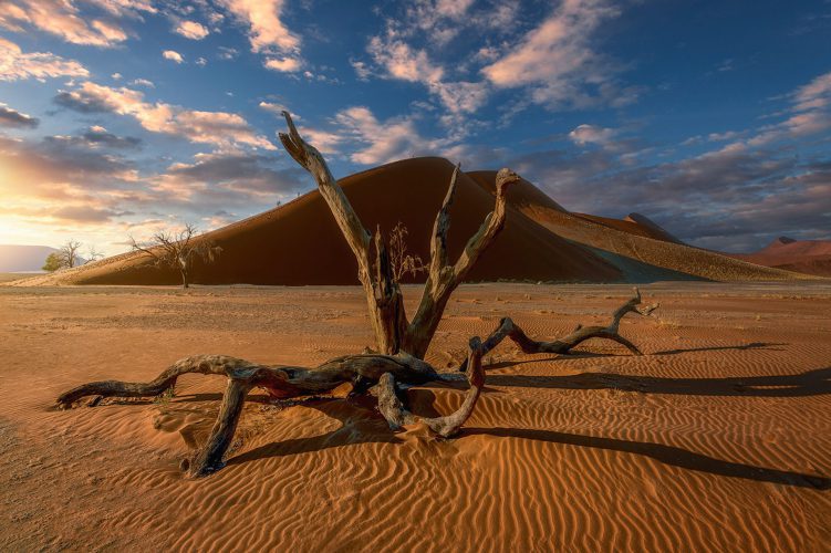 Joana Dueñas - Acacias and dunes